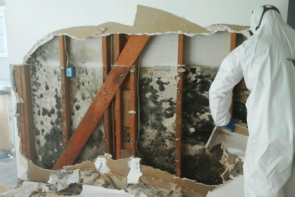 Commercial Mold Damage Repair