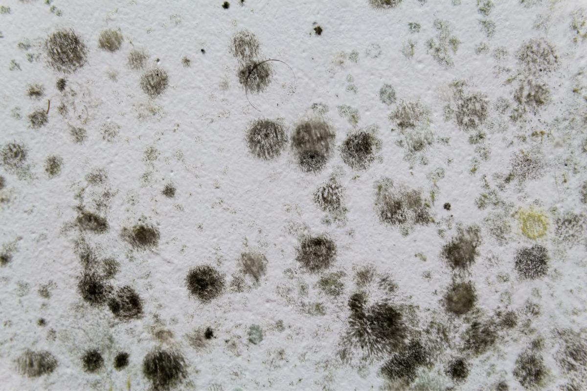 Mold Assessment